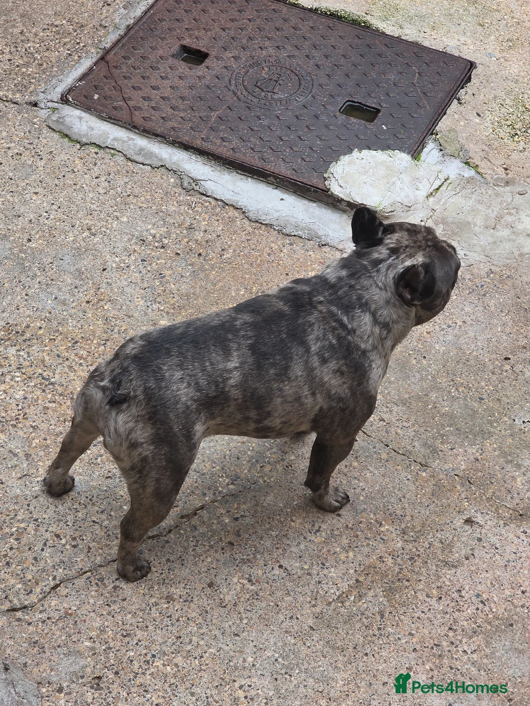 French Bulldog dogs for sale: French bulldog male brindle merle  - Advert 2