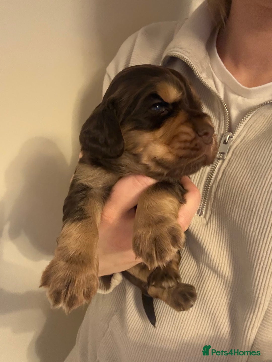 Cocker Spaniel dogs for sale: Working Cocker spaniel puppies  - Advert 9