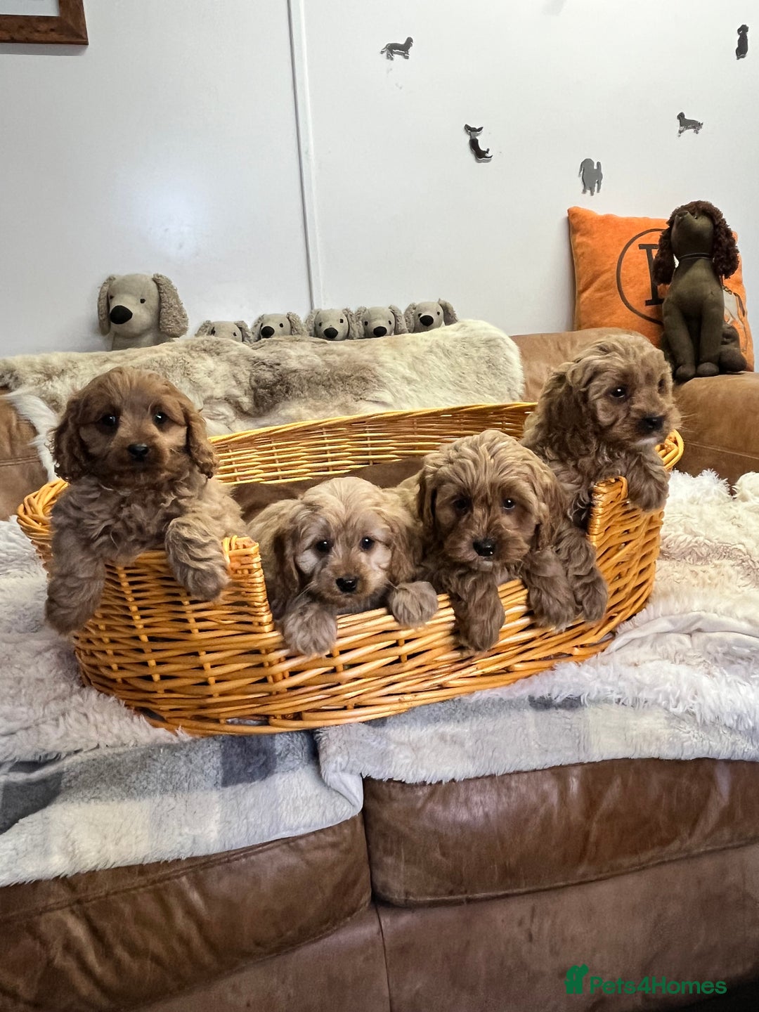 Cavapoo dogs for sale: stunningly stunning F1 Cavapoos - Advert 2