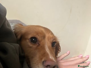 Cocker Spaniel dogs Female cocker spaniel 18 months - Advert 2