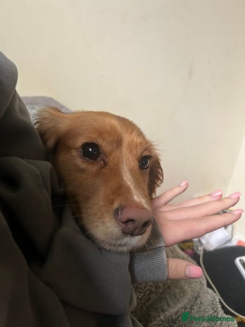 Cocker Spaniel dogs Female cocker spaniel 18 months - Advert 4