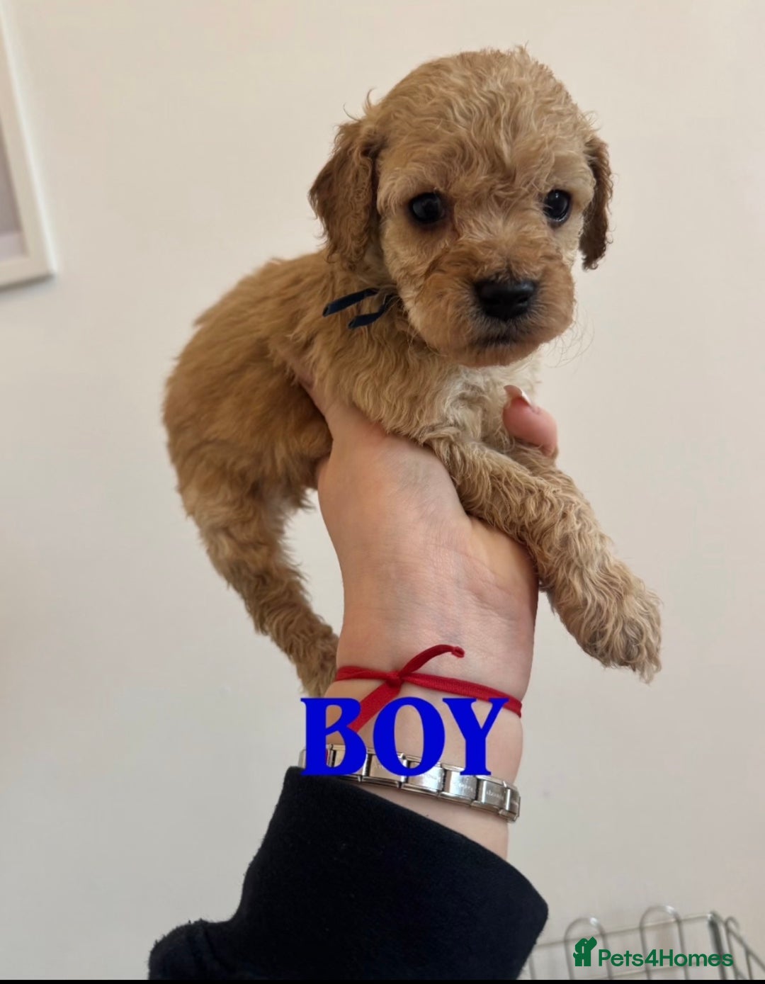 Cockapoo dogs for sale: Beautiful F1 cockapoos  - Advert 8