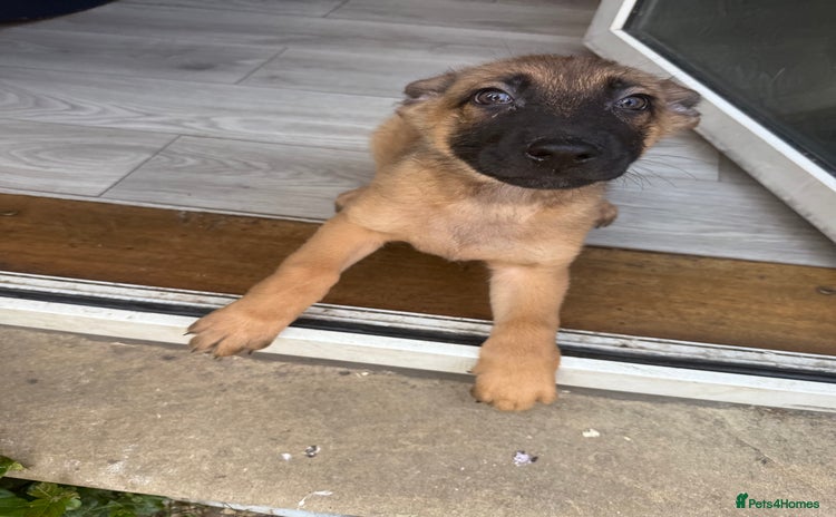 Mixed Breed dogs - Advert 1