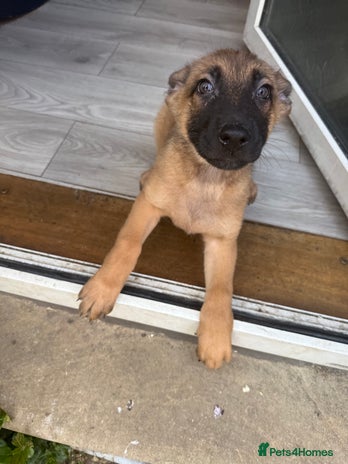 Mixed Breed dogs - Advert 4