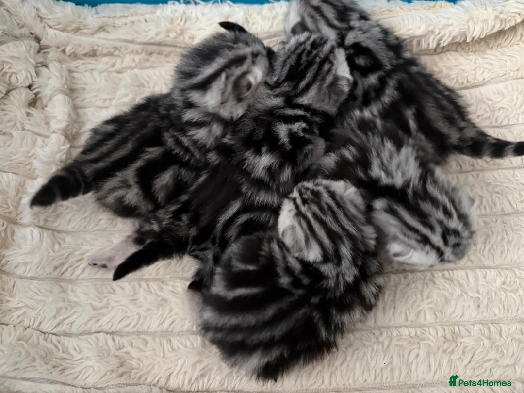British Shorthair cats for sale: GCCF British shorthair silver tabby kittens  - Advert 9