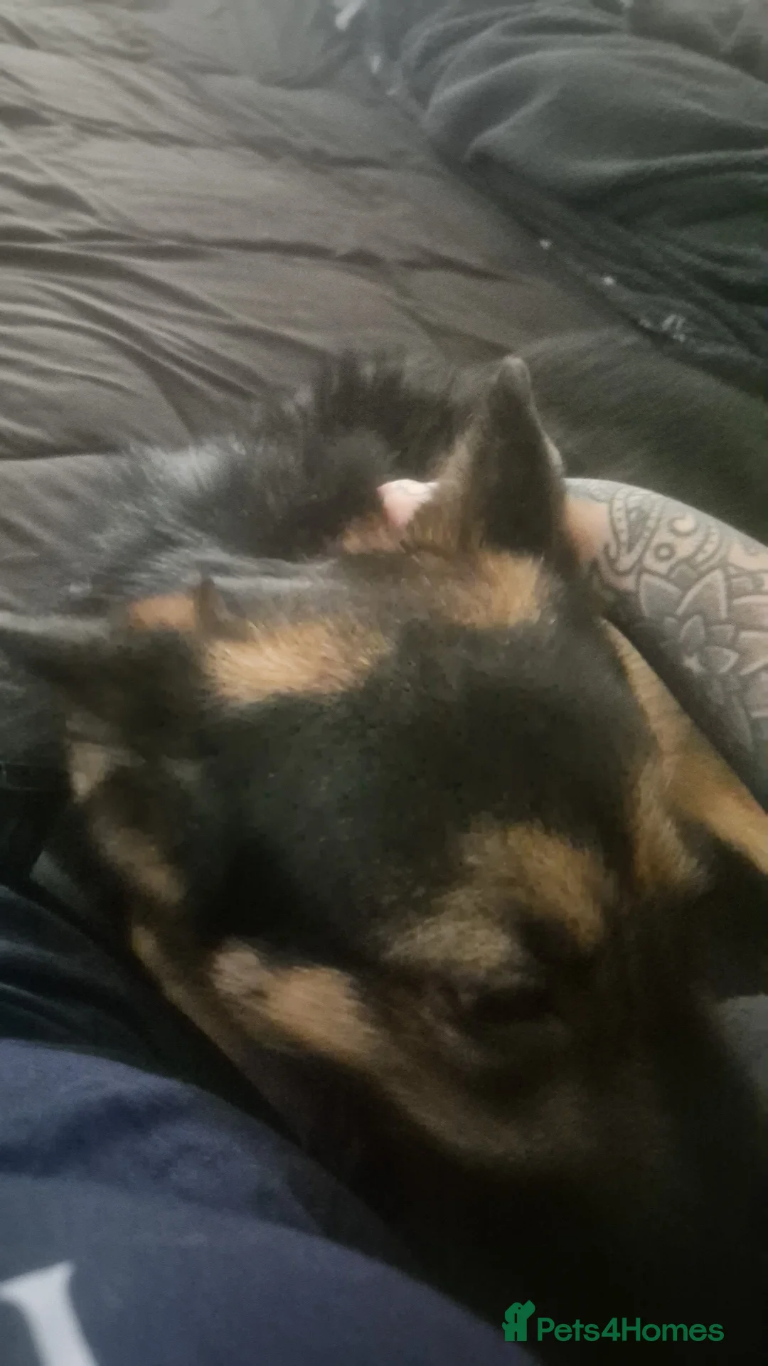 German Shepherd dogs for sale: For sale please read description  - Advert 2