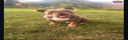 Olde English Bulldogge dogs for stud: Lilac tri Olde English bulldog for stud  - Advert 4