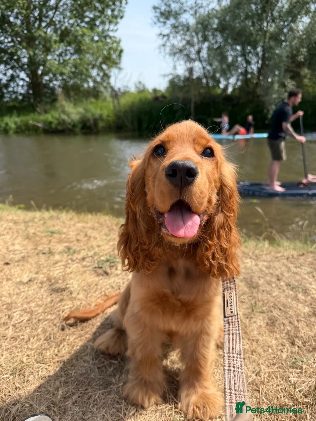 Cocker Spaniel dogs for sale: Deep golden show cocker  - Advert 2