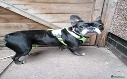 Mixed Breed dogs for adoption: ❤️Binx - 3 yo Frenchie x Boston terrier girl ❤️ - Image 6