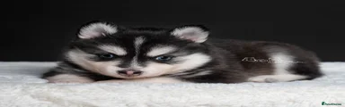 Isaac