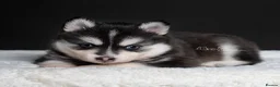 Pomsky dogs for sale: 5 girls and 3 boys are searching for 5 star homes - Advert 4
