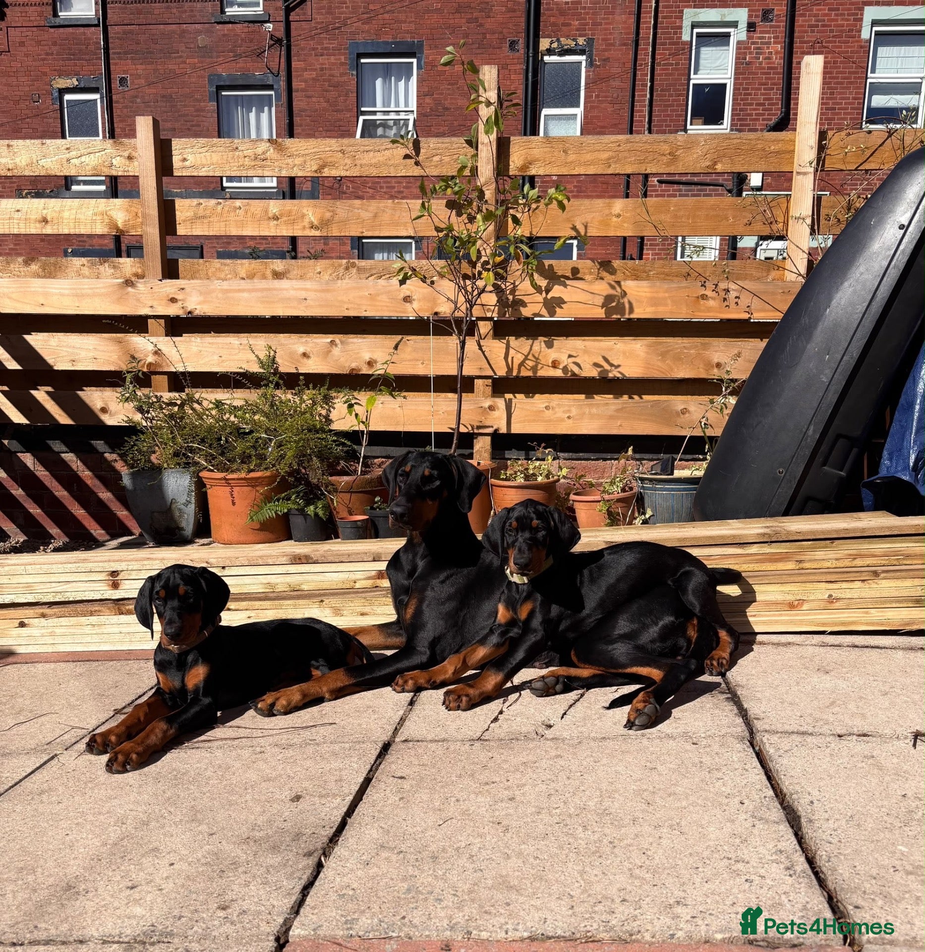 Dobermann dogs KC reg Dobies | Meet Miss Purple  - Advert 2