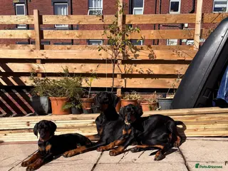 Dobermann dogs KC reg Dobies | Meet Miss Purple - Advert 2