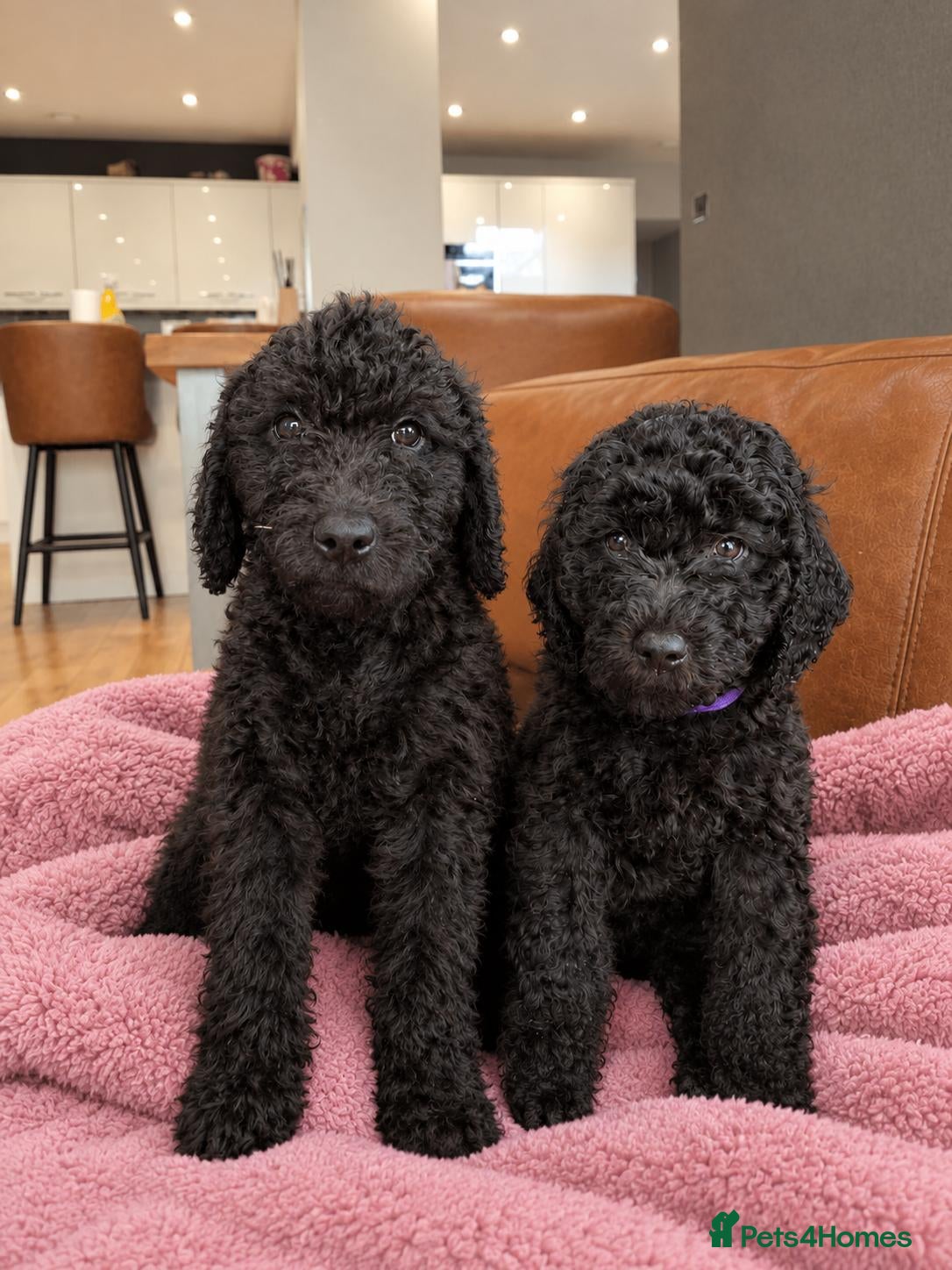 Labradoodle dogs ❤️ Raised With Love Health-Tested Labradoodles - Advert 1