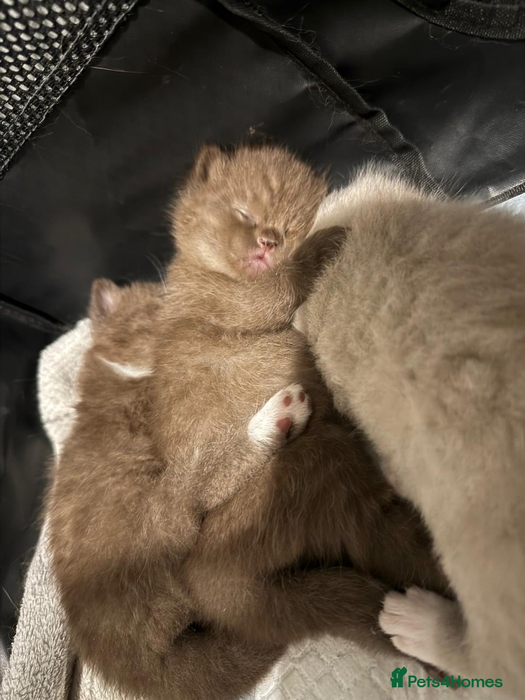 British Shorthair cats for sale: Charming British Shorthair Kittens - Image 3