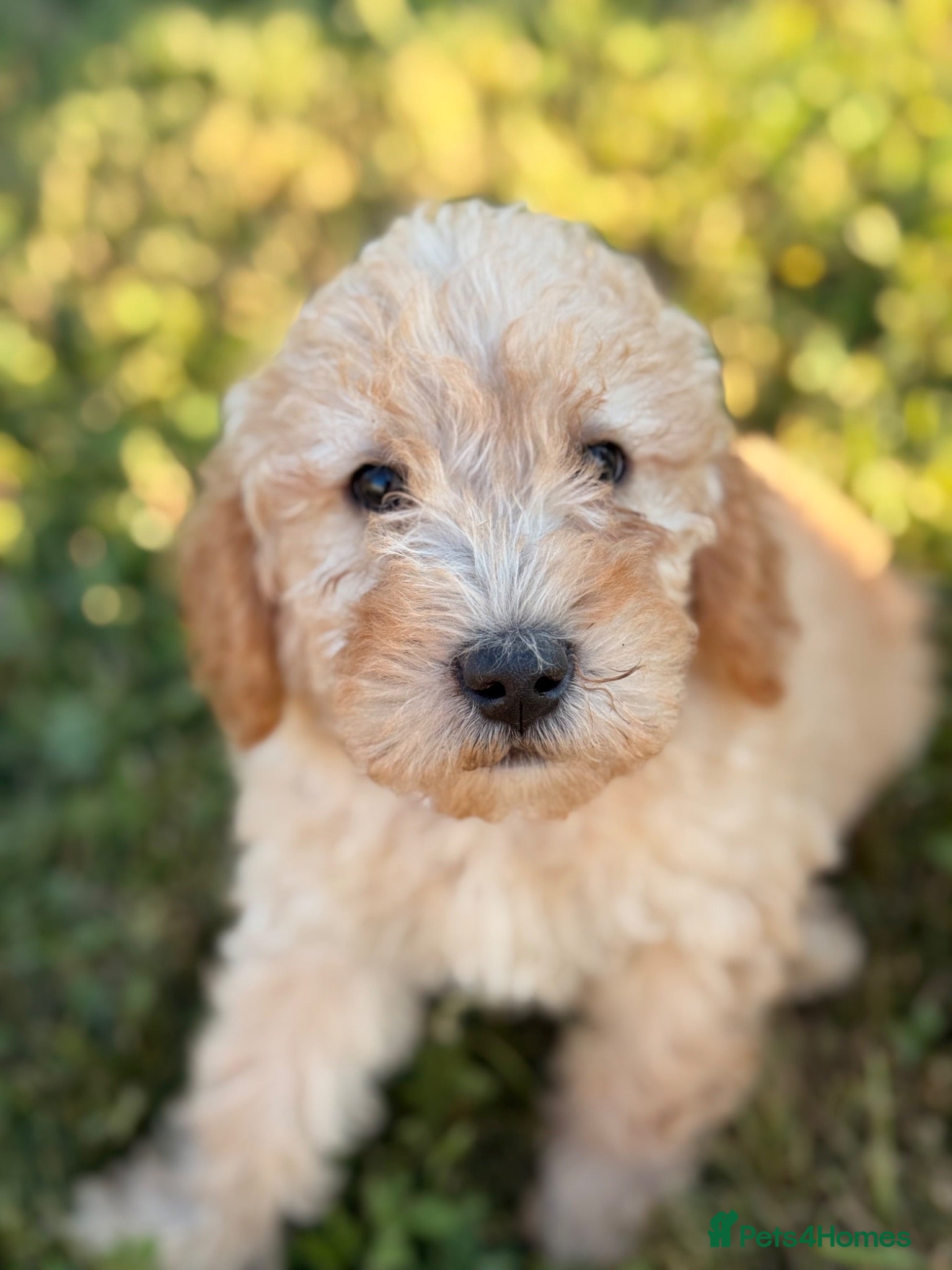 Labradoodle dogs F1BB MINIATURE Labradoodles 3 BOYS LEFT - Advert 13