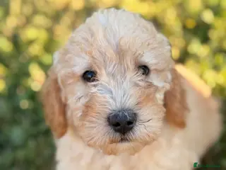 Labradoodle dogs F1BB MINIATURE Labradoodles 3 BOYS LEFT - Advert 13