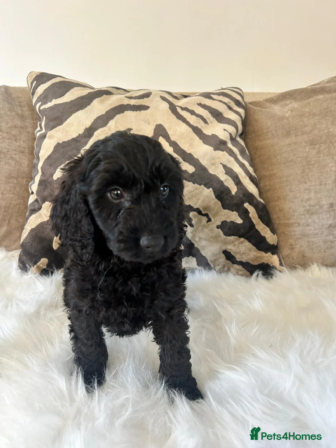 Cockapoo dogs for sale: F1 cockapoo puppies  - Advert 2