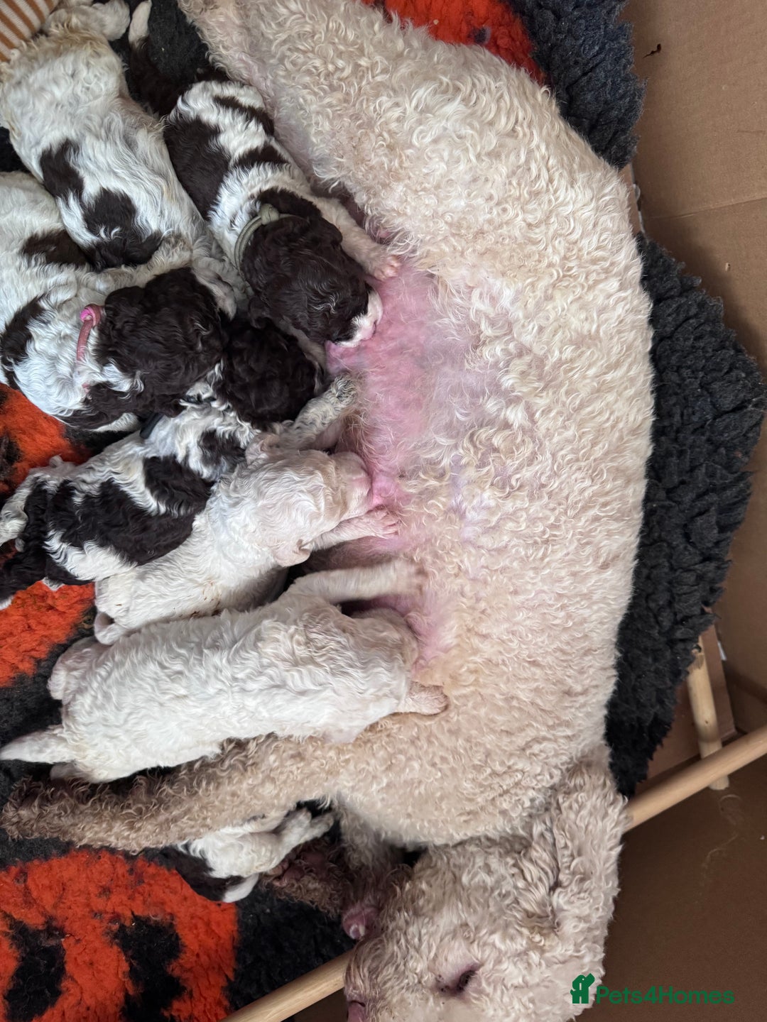 Lagotto Romagnolo dogs for sale: Quality litter  - Advert 3