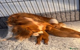 Cavalier King Charles Spaniel dogs for sale: GORGEOUS KC KING CHARLES CAVALIER PUPPYS - Image 6