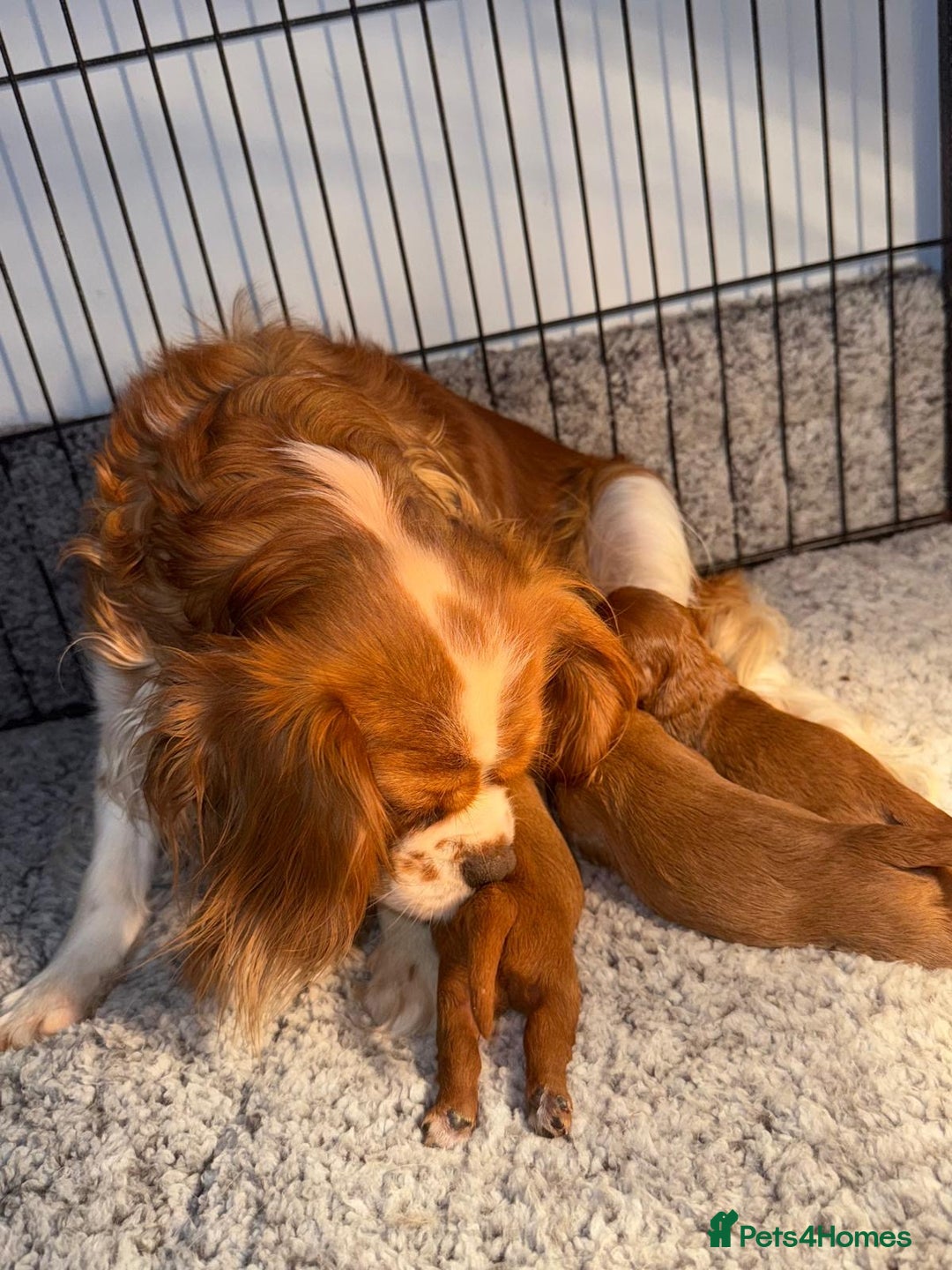 Cavalier King Charles Spaniel dogs for sale: GORGEOUS KC KING CHARLES CAVALIER PUPPYS - Image 6