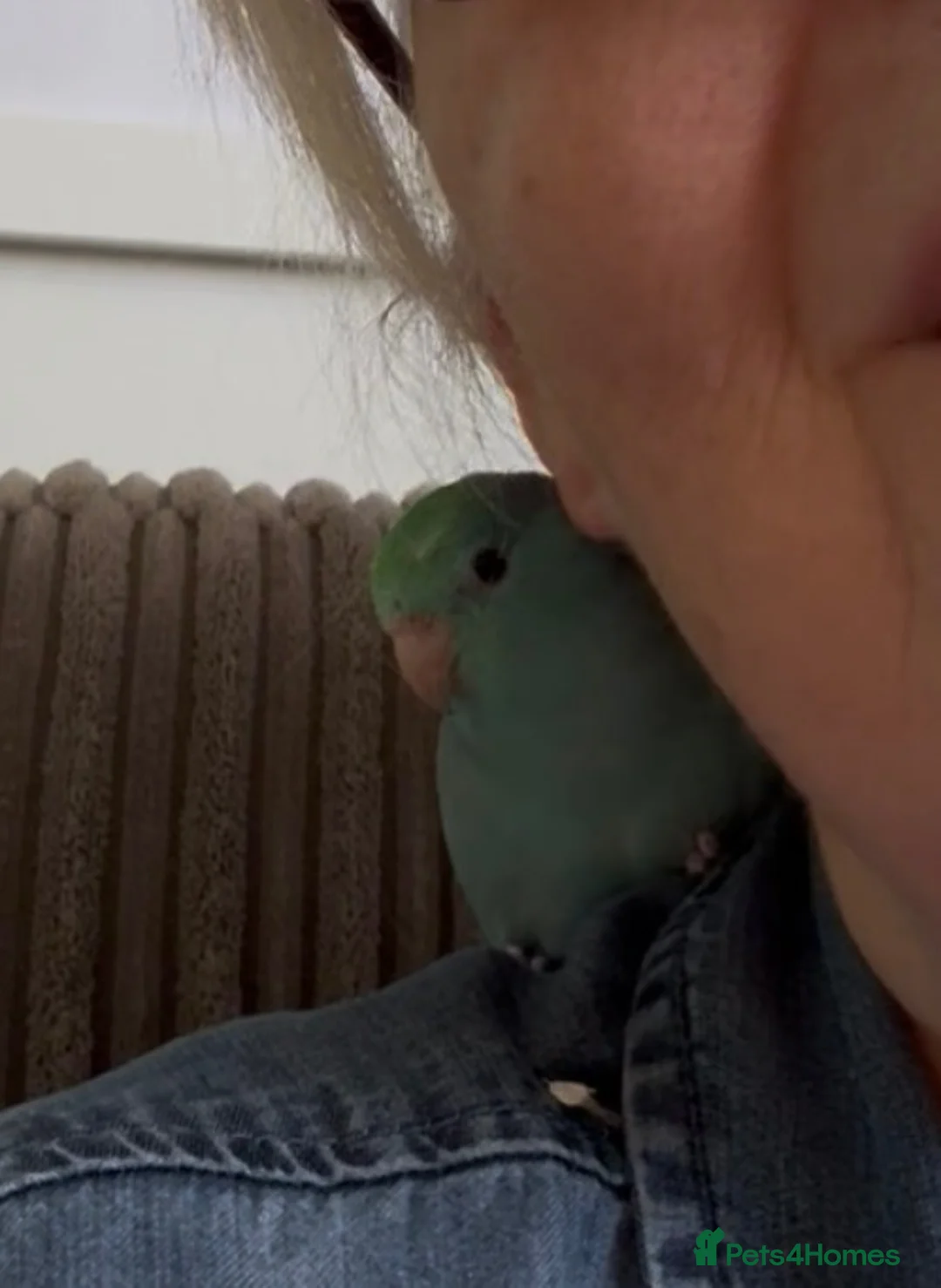 Parrots birds for sale: Beautiful Hand Tame Baby Male Parrotlet  - Advert 8