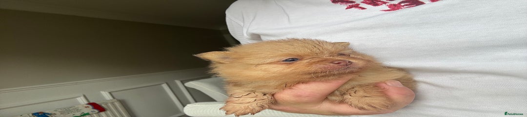 Pomeranian Puppy 3
