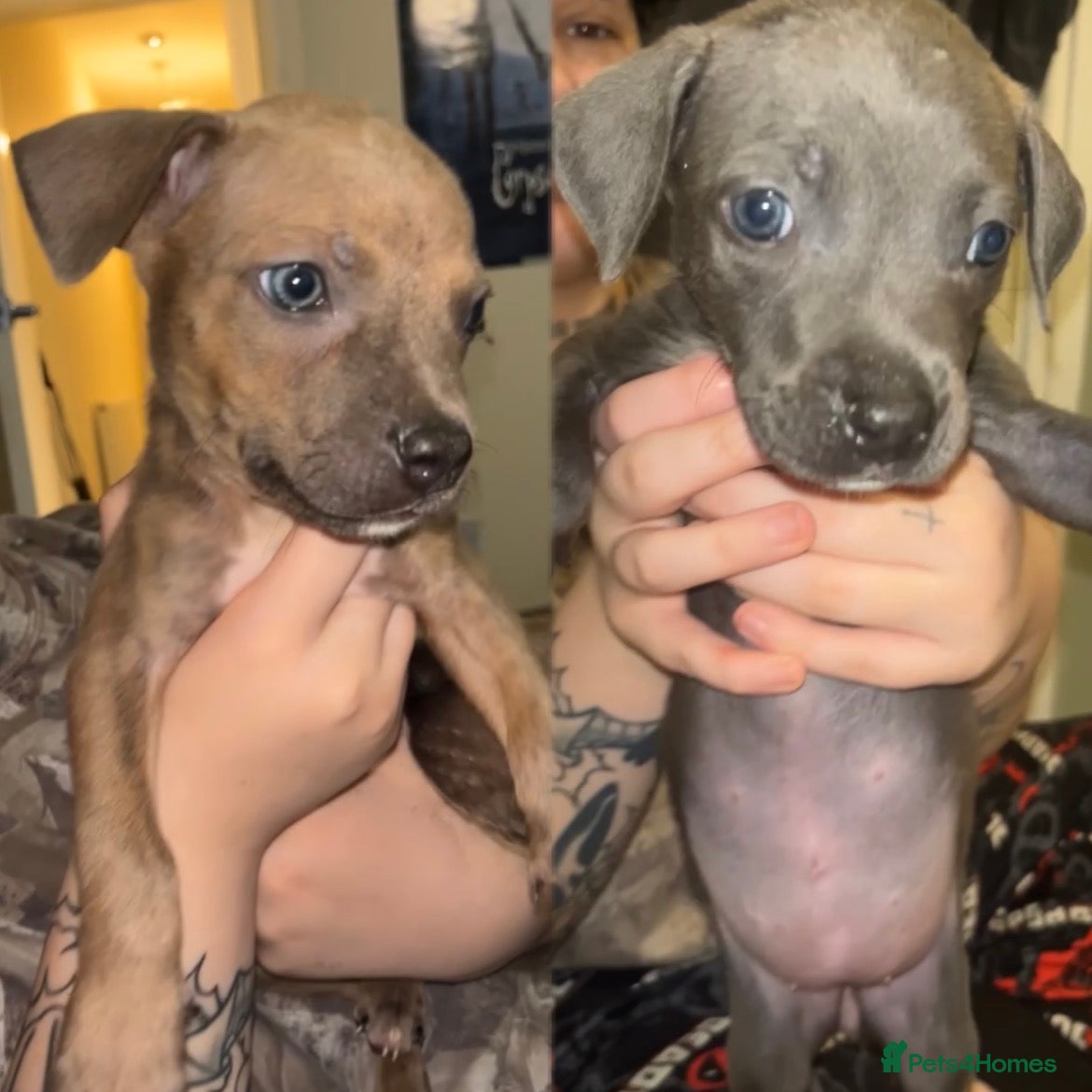 Mixed Breed dogs 2 puppies for sale - Advert 2