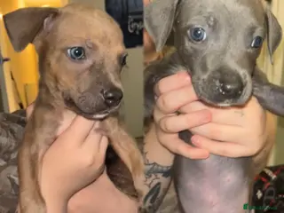 Mixed Breed dogs 2 puppies for sale - Advert 2