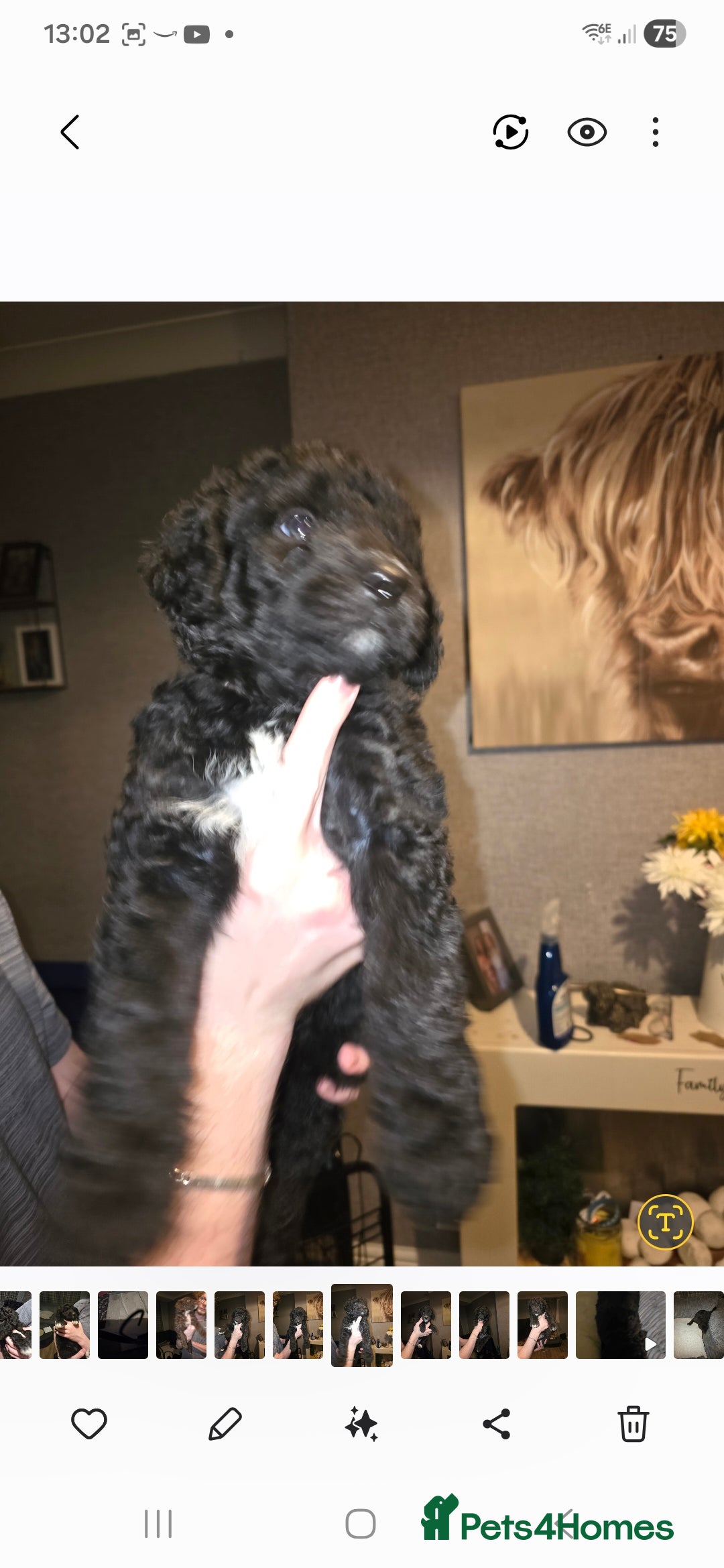 Mixed Breed dogs for sale: Standard poodle x  - Advert 3