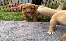 Labradoodle dogs for sale: Health tested chunky and fluffy labradoodles  - Image 16