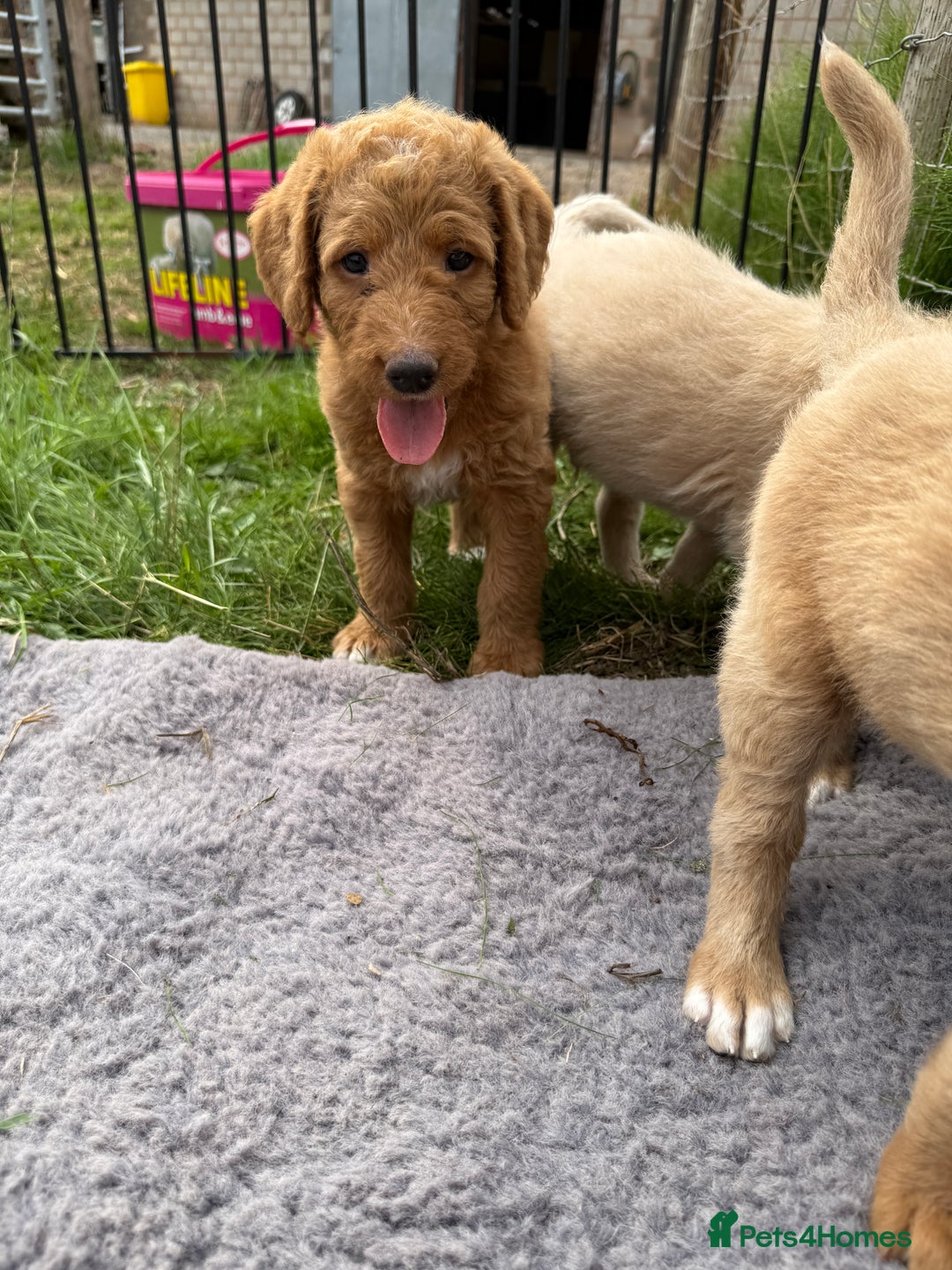 Labradoodle dogs for sale: Health tested chunky and fluffy labradoodles  - Image 16