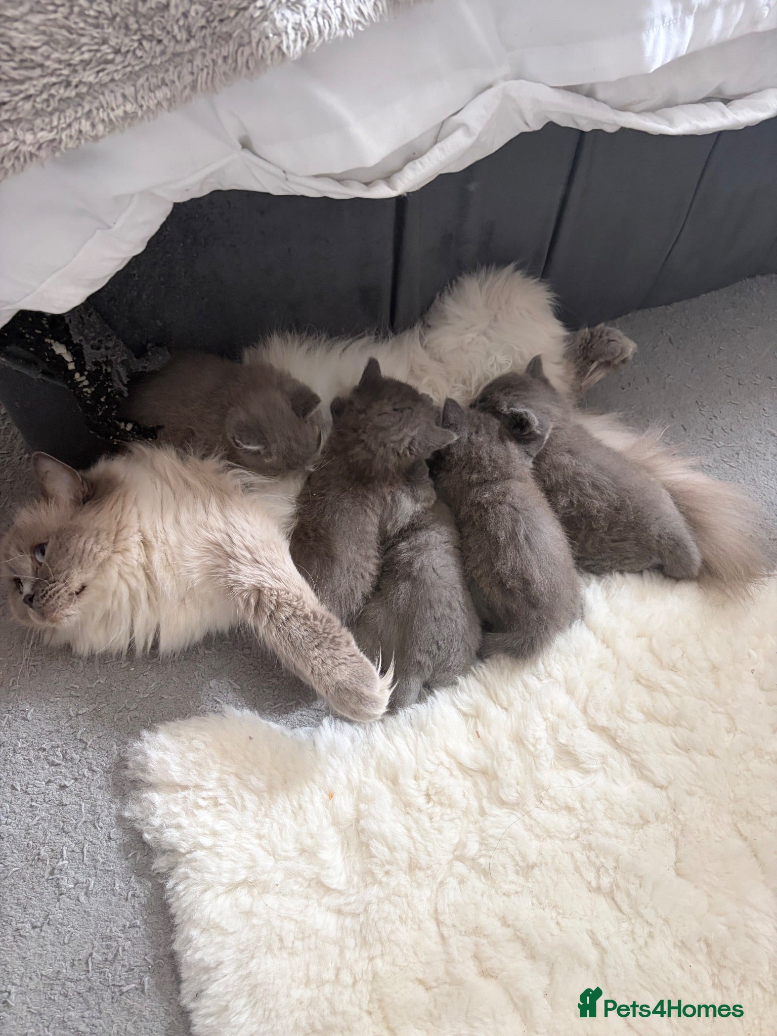 British Shorthair cats Purrfect British blue X Ragdoll girls ready to go  - Advert 1