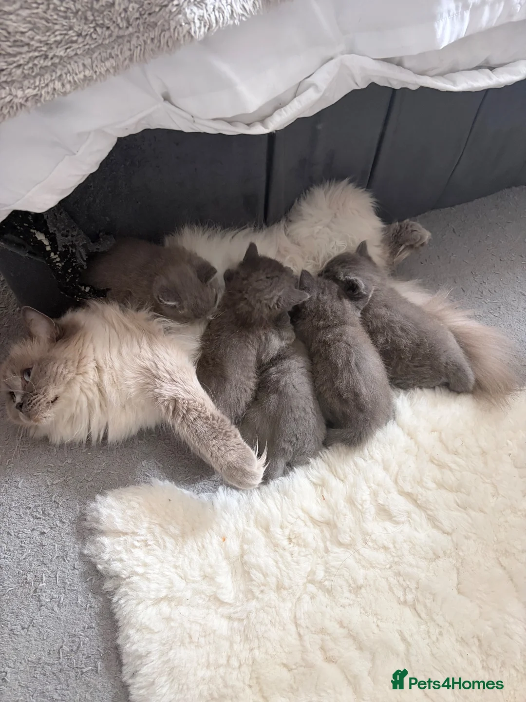 British Shorthair cats for sale: Purrfect British blue X Ragdoll girls ready to go  - Advert 1