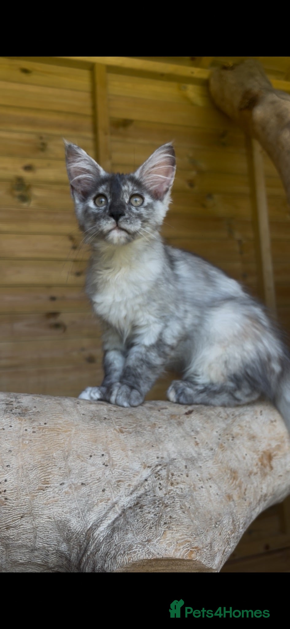 Maine Coon cats 🐾 Ready Now 🐾 - Advert 1