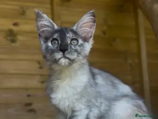 Maine Coon cats 🐾 Ready Now 🐾 - Advert 1