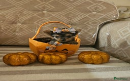 Yorkshire Terrier dogs for sale: Yorkshire terrier puppies  - Image 20