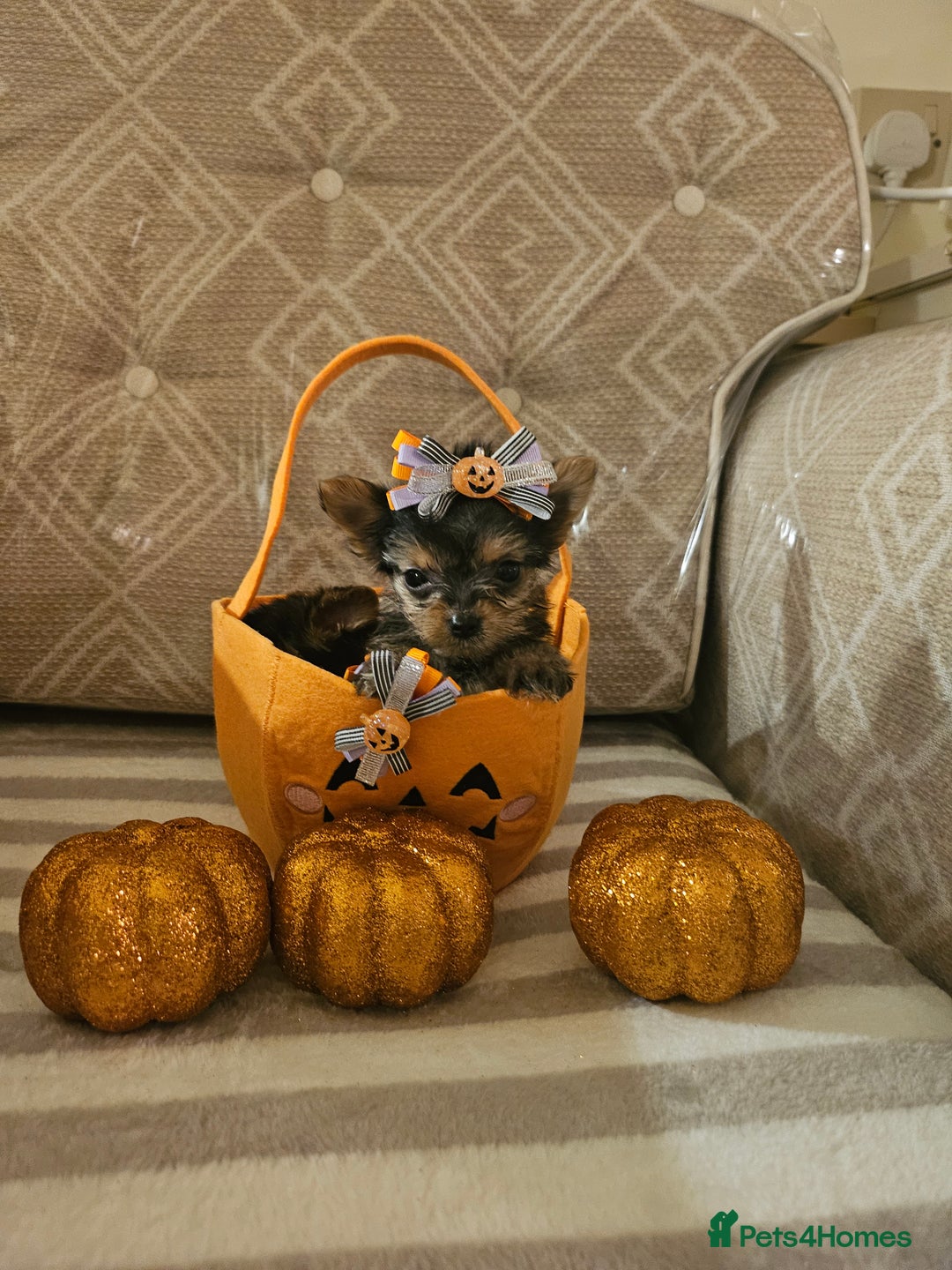 Yorkshire Terrier dogs for sale: Yorkshire terrier puppies  - Image 20