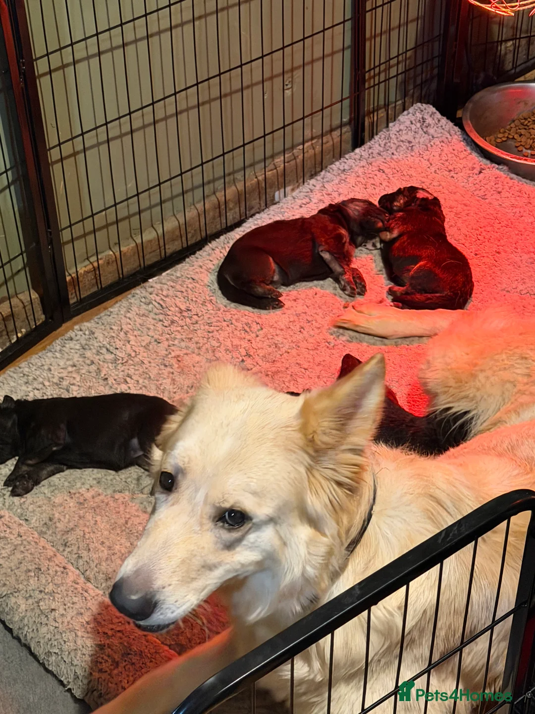 German Shepherd dogs for sale: Long haired health tested German shepherd pups  - Advert 8