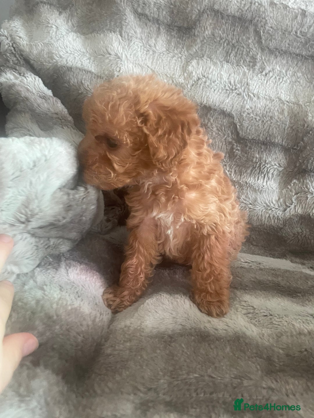 Toy Poodle dogs for sale: Toy poodle puppies  - Advert 23