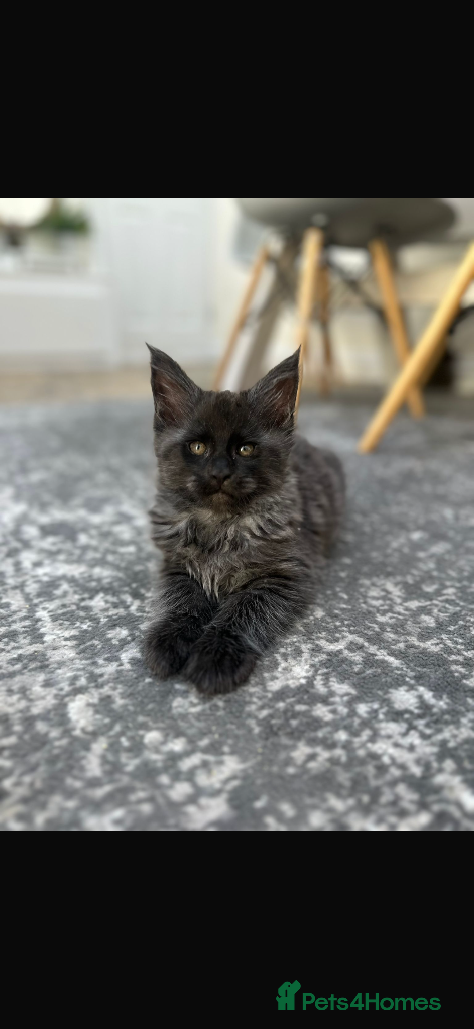 Maine Coon cats TICA Registered Black Smoke Maine Coons✨ - Advert 4