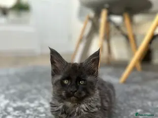 Maine Coon cats TICA Registered Black Smoke Maine Coons✨ - Advert 4