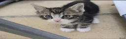 Mixed Breed cats for sale: Adorable Young Kittens Looking for Loving Homes  - Advert 5