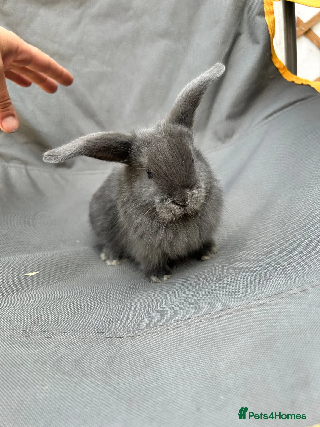 Mini Lop rabbits for sale: Holland mini lops  in Nottingham - Advert 7