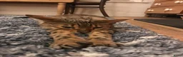 Bengal cats for sale: Female  Bengal  - Advert 7