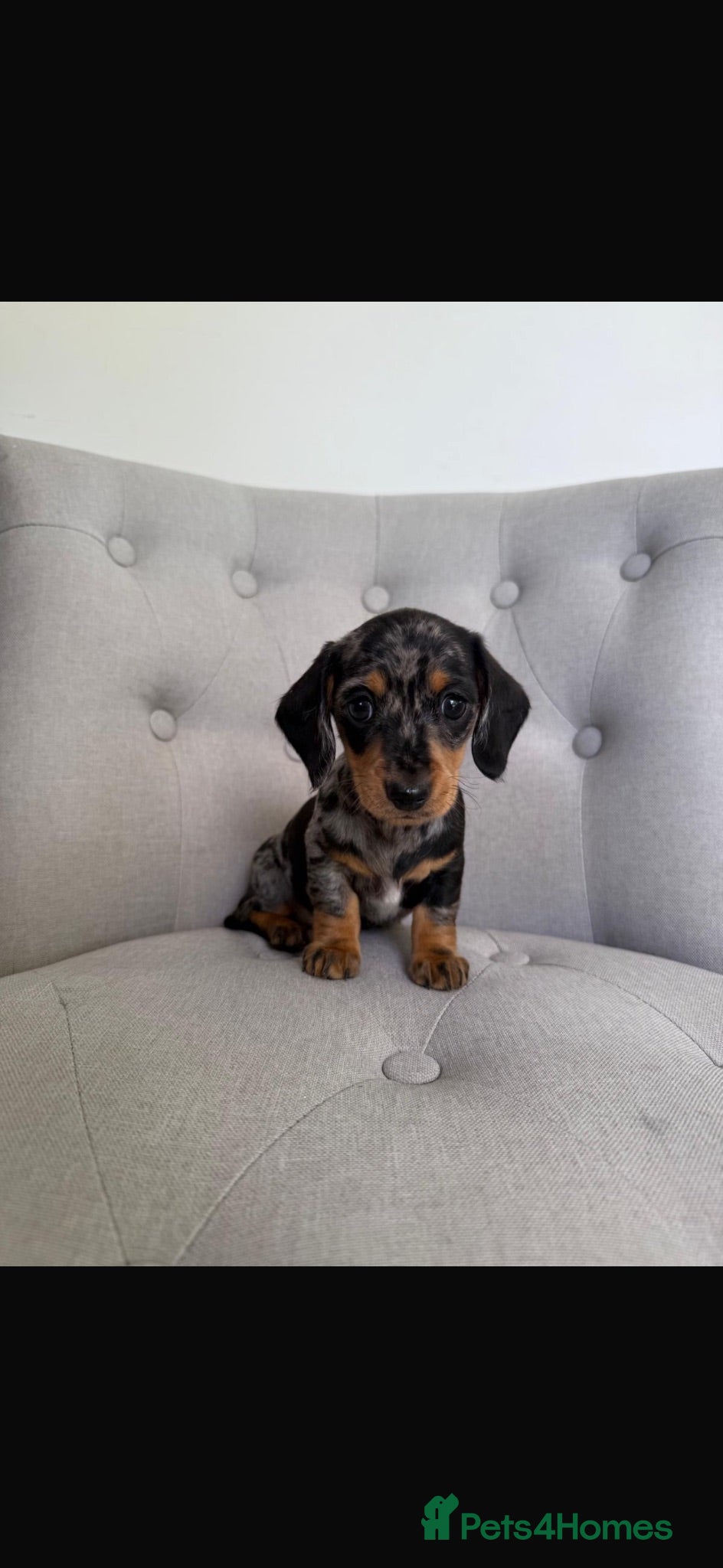 Miniature Dachshund dogs Kennel club registered mini dachshund puppies  - Advert 2