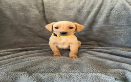 Labrador Retriever dogs for sale: READY NOW - KC Fox Red Labrador Puppies  - Image 5