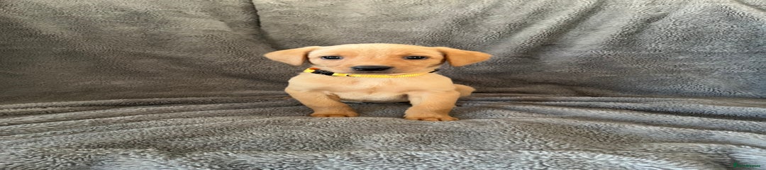 Labrador Retriever - Miss Yellow