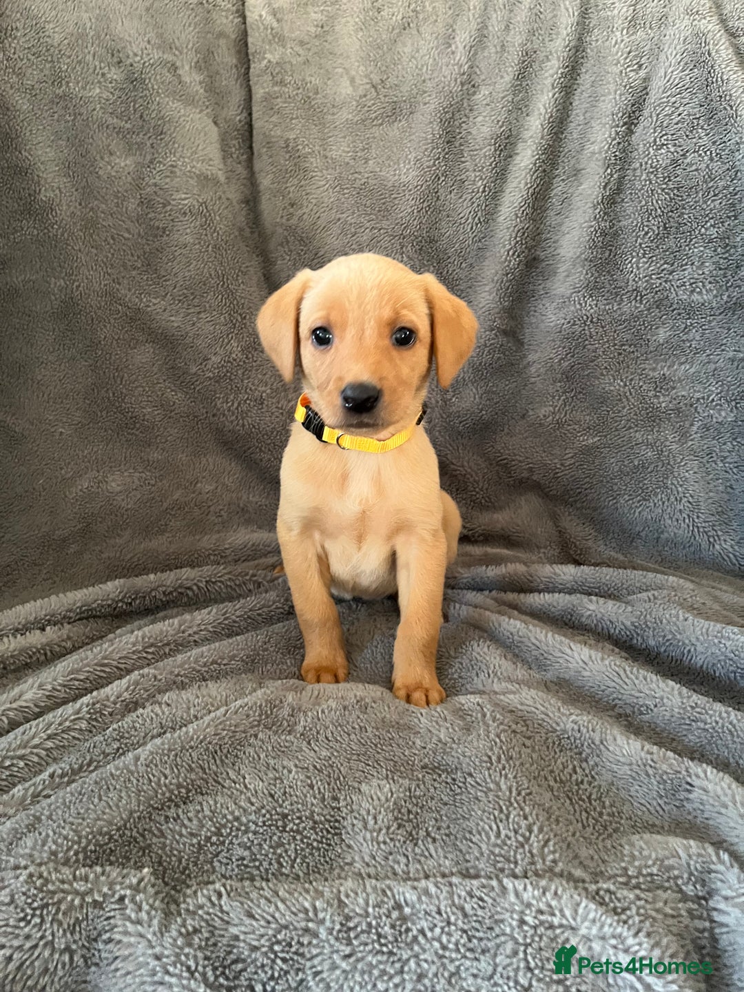 Labrador Retriever dogs for sale: READY NOW - KC Fox Red Labrador Puppies  - Image 5