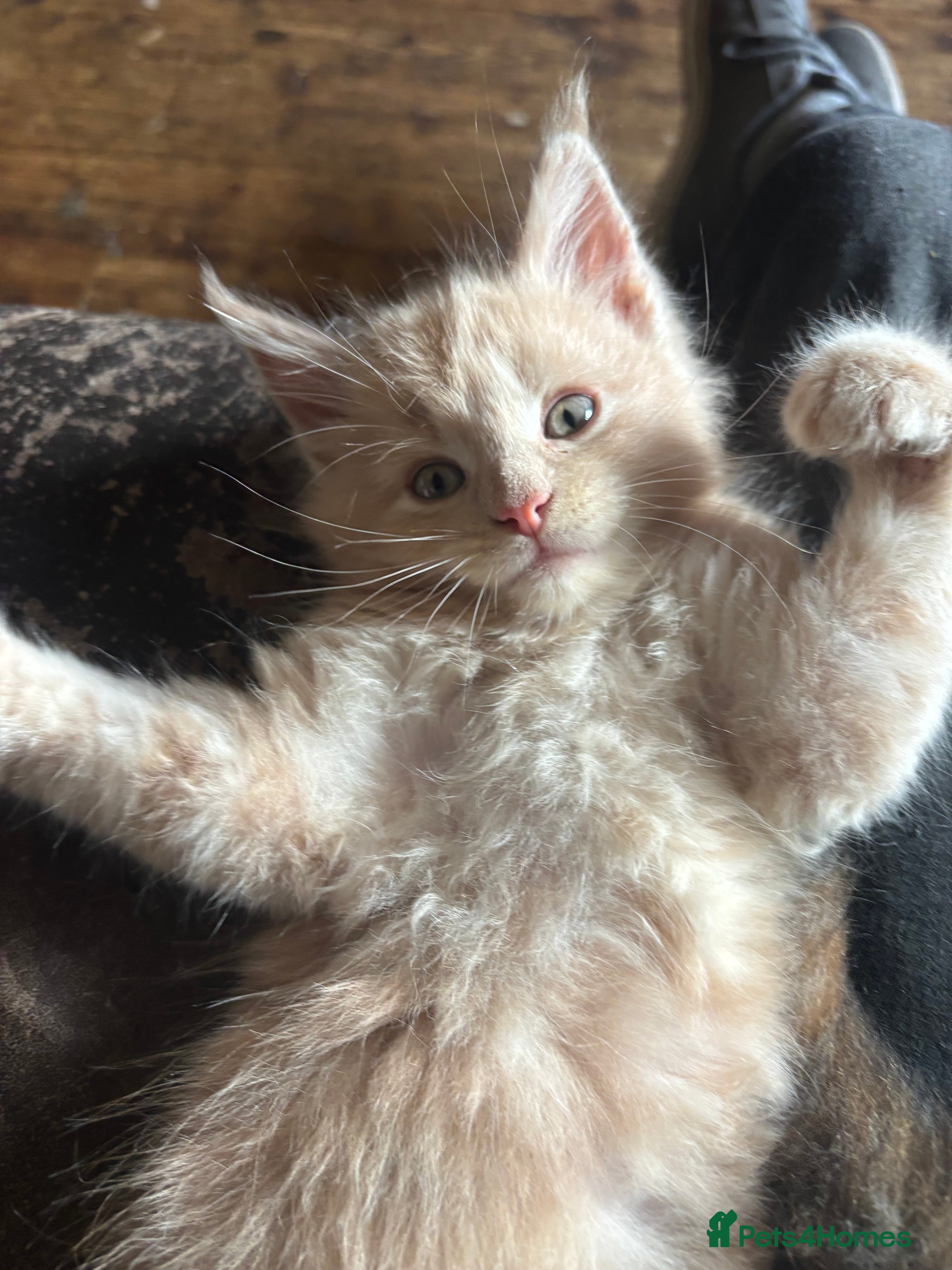 Maine Coon cats Maine coon pedigree Tica registered kittens  - Advert 1